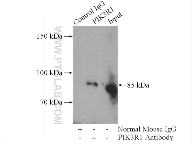 PI3K p85 alpha Antibody in Immunoprecipitation (IP)