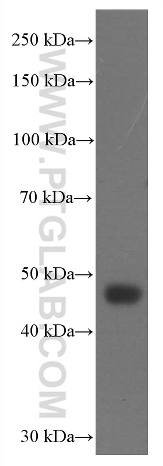 FUT9 Antibody in Western Blot (WB)