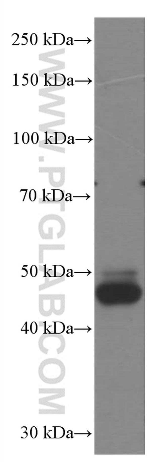 FUT9 Antibody in Western Blot (WB)