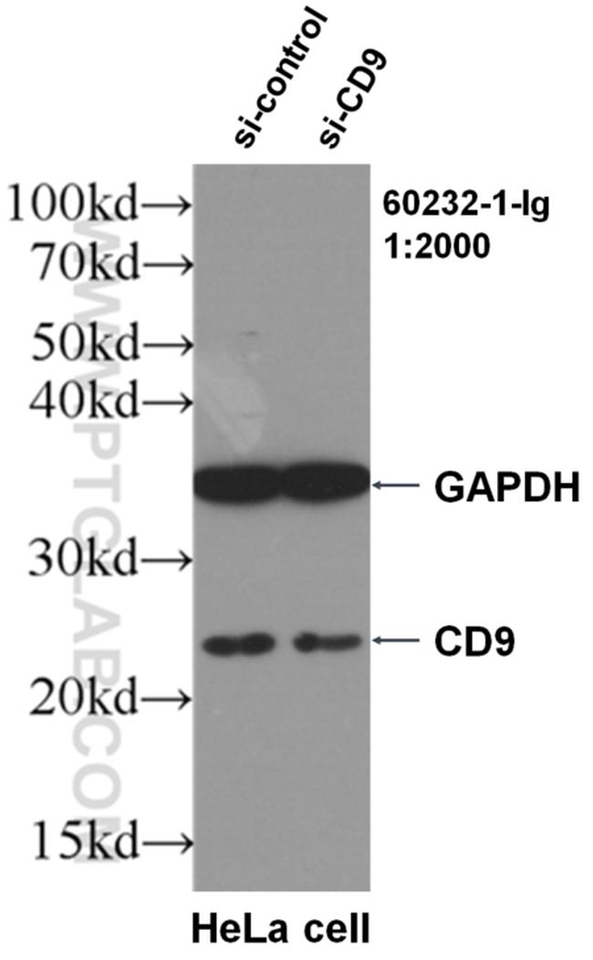 CD9 Antibody in Western Blot (WB)