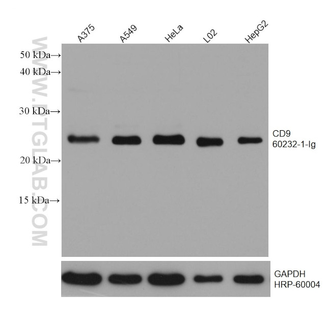 CD9 Antibody in Western Blot (WB)