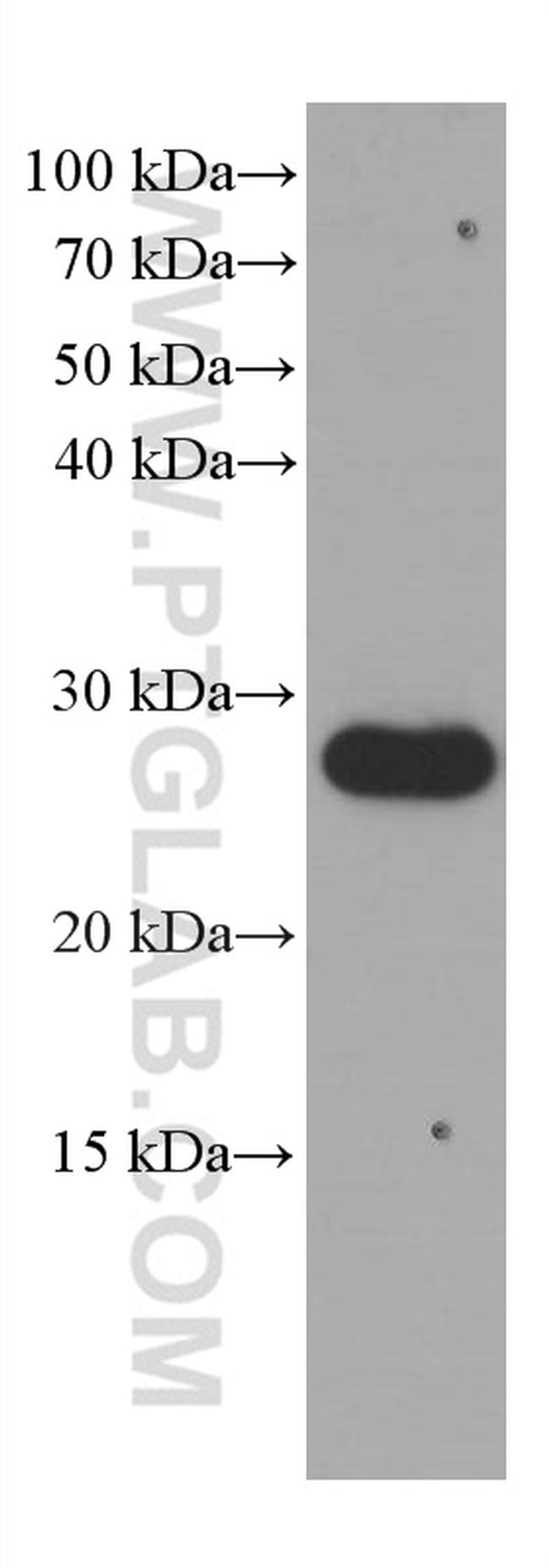 CD9 Antibody in Western Blot (WB)