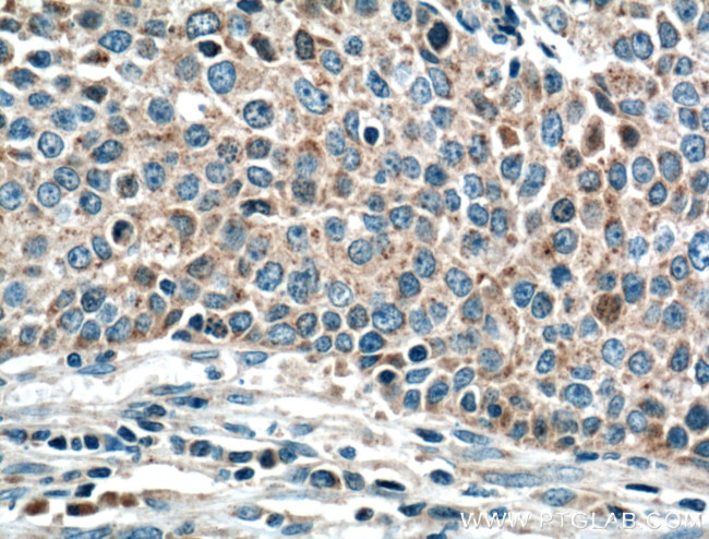 Gamma cystathionase Antibody in Immunohistochemistry (Paraffin) (IHC (P))