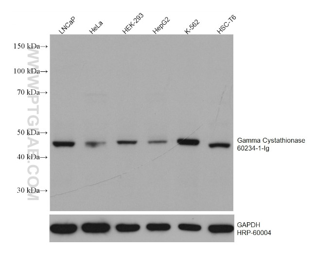 Gamma cystathionase Antibody in Western Blot (WB)