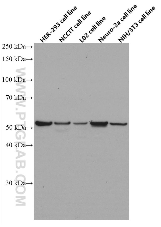 OCT4 Antibody in Western Blot (WB)