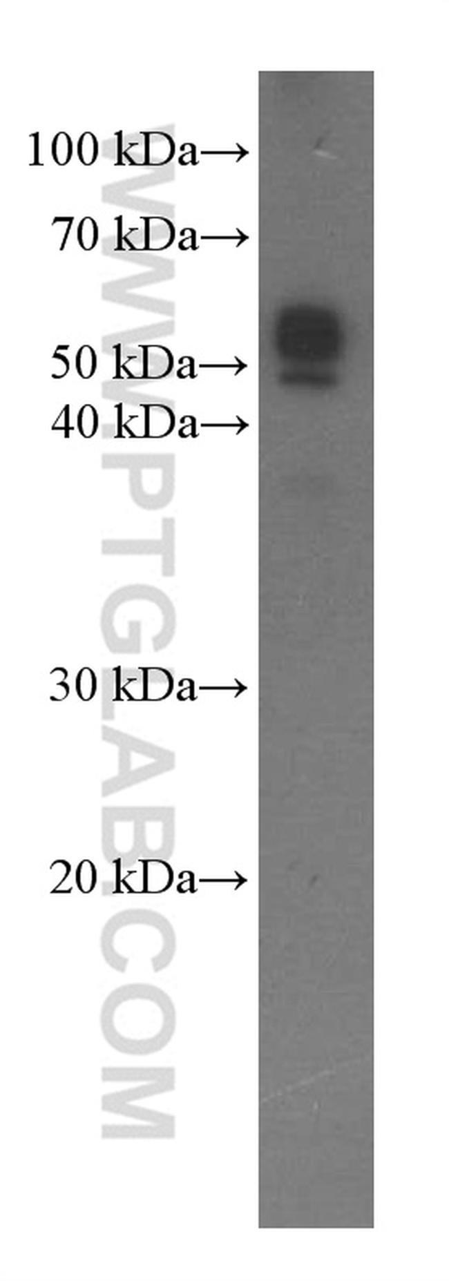 OCT4 Antibody in Western Blot (WB)