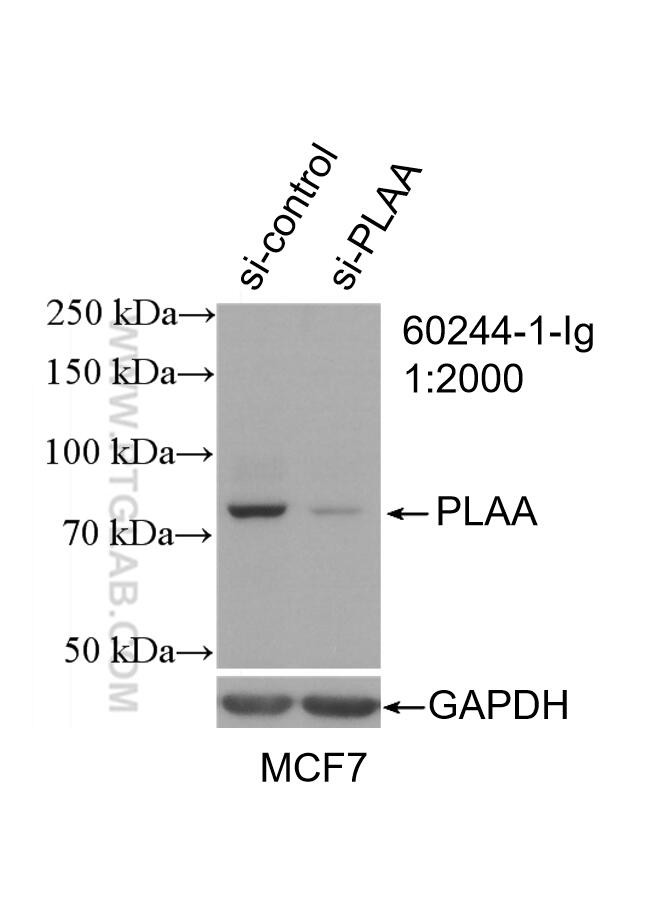 PLAA Antibody in Western Blot (WB)