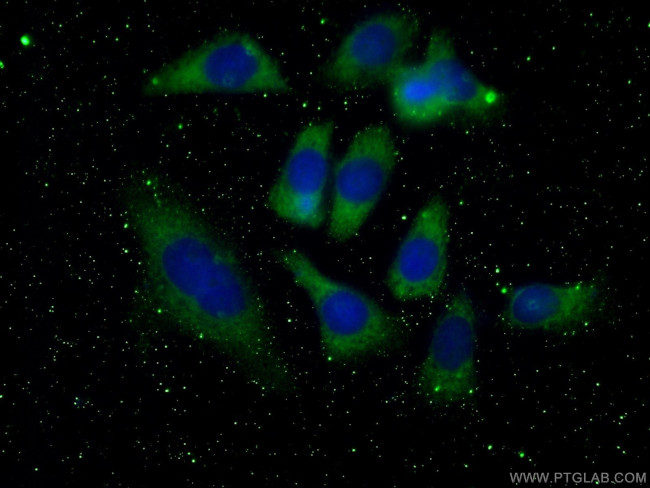 4EBP1 Antibody in Immunocytochemistry (ICC/IF)