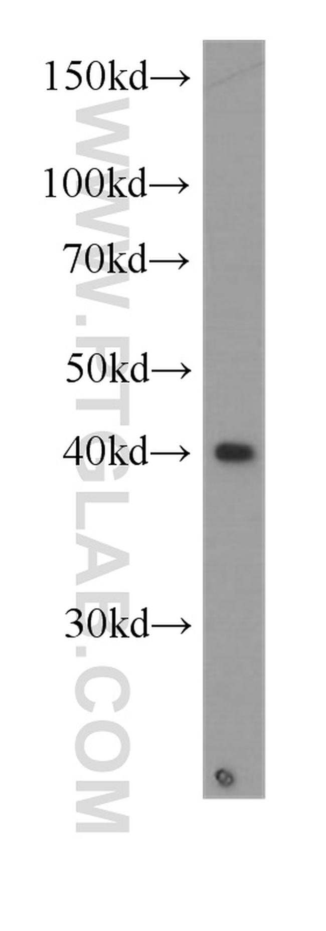 MAPK13 Antibody in Western Blot (WB)