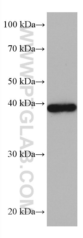 MAPK13 Antibody in Western Blot (WB)