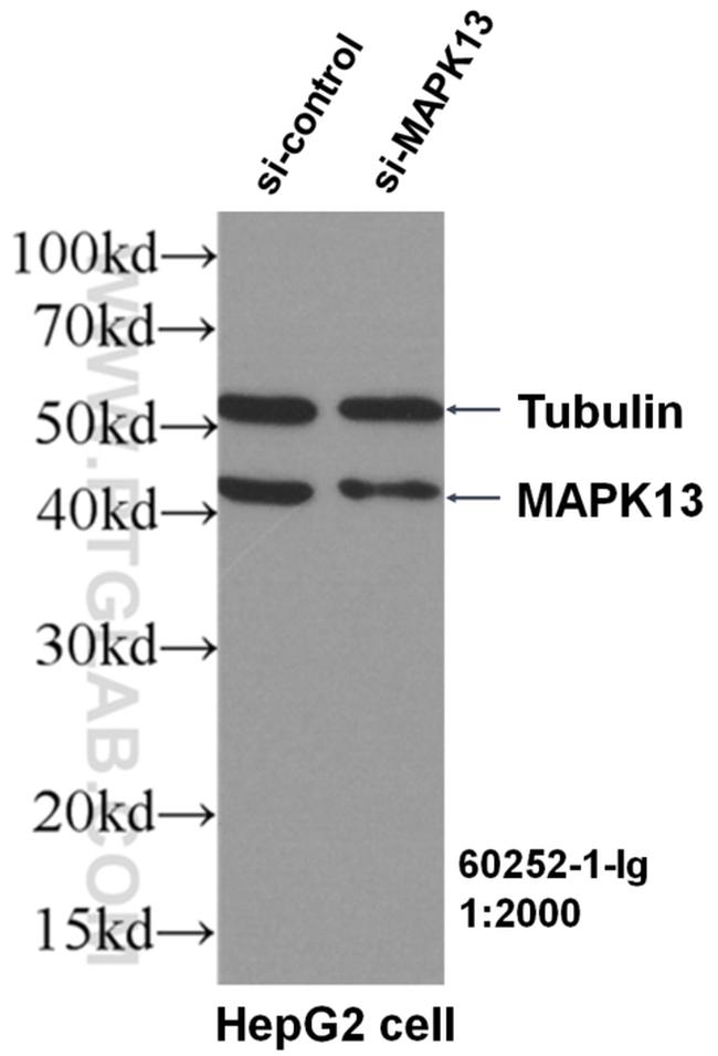 MAPK13 Antibody in Western Blot (WB)