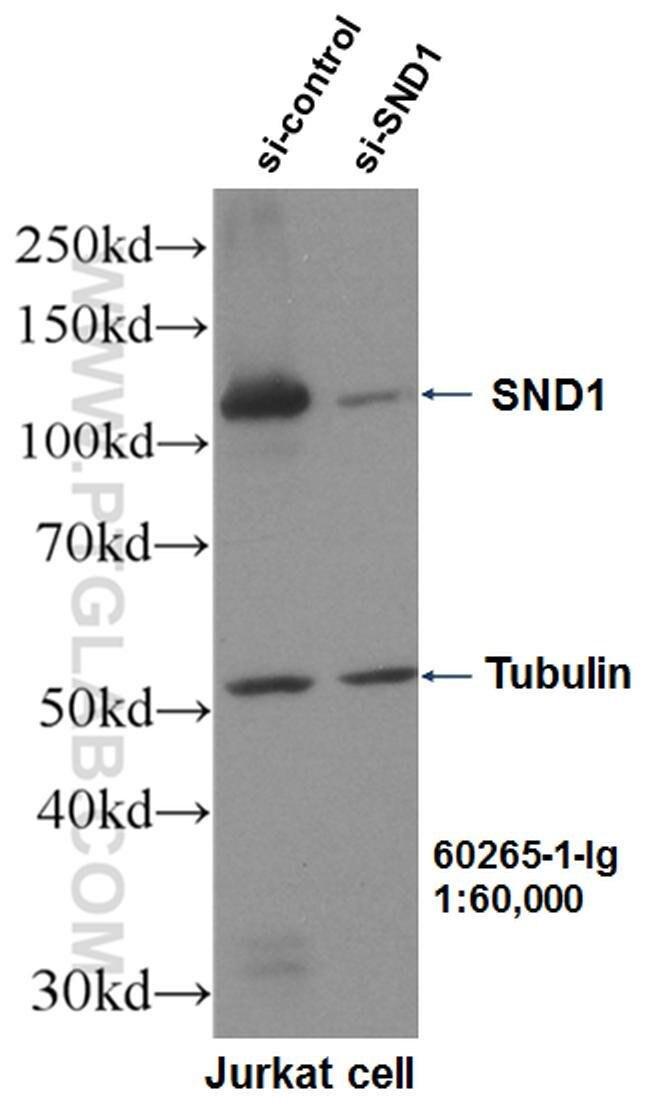 SND1 Antibody in Western Blot (WB)