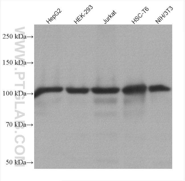 SND1 Antibody in Western Blot (WB)