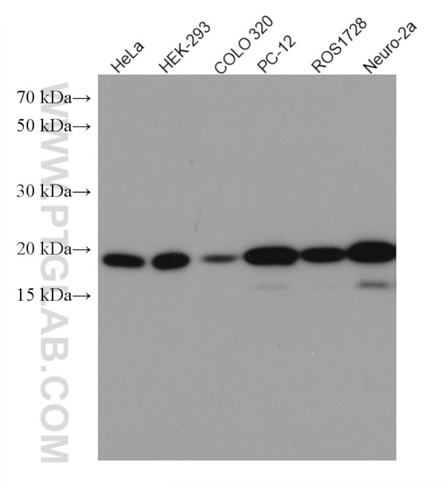 BAX Antibody in Western Blot (WB)