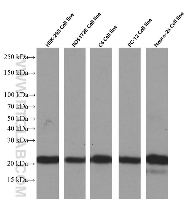 BAX Antibody in Western Blot (WB)