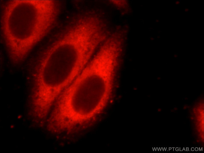 PKM2 Antibody in Immunocytochemistry (ICC/IF)