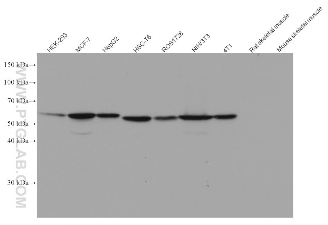 PKM2 Antibody in Western Blot (WB)