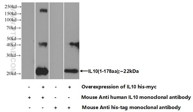 IL-10 Antibody in Western Blot (WB)