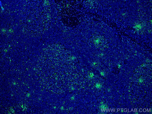 IL-19 Antibody in Immunohistochemistry (PFA fixed) (IHC (PFA))