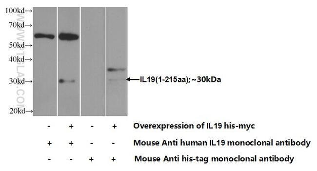 IL-19 Antibody in Western Blot (WB)