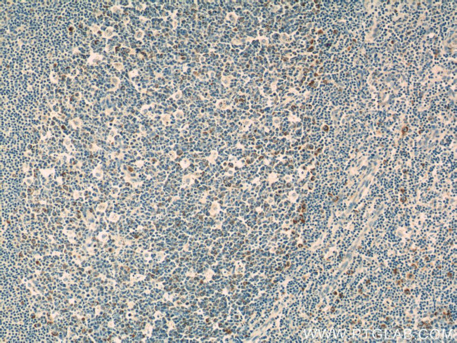 IL-19 Antibody in Immunohistochemistry (Paraffin) (IHC (P))