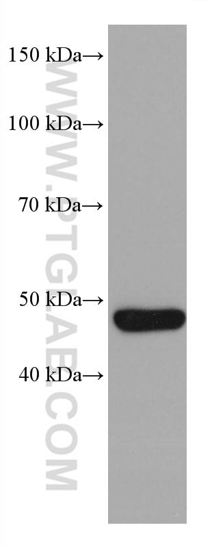 P53 Antibody in Western Blot (WB)