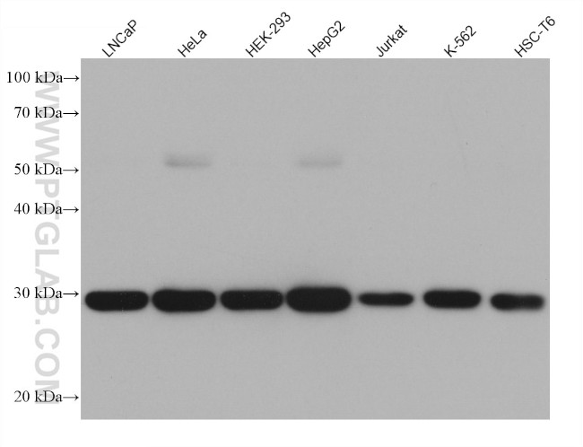 PRDX4 Antibody in Western Blot (WB)