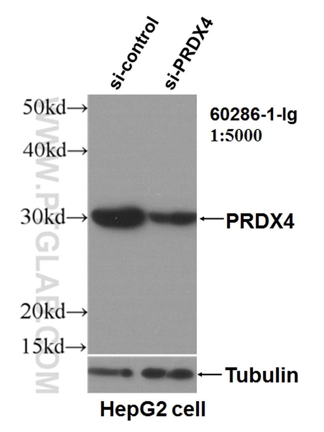 PRDX4 Antibody in Western Blot (WB)