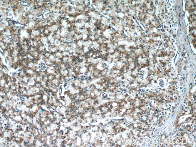 PRDX4 Antibody in Immunohistochemistry (Paraffin) (IHC (P))