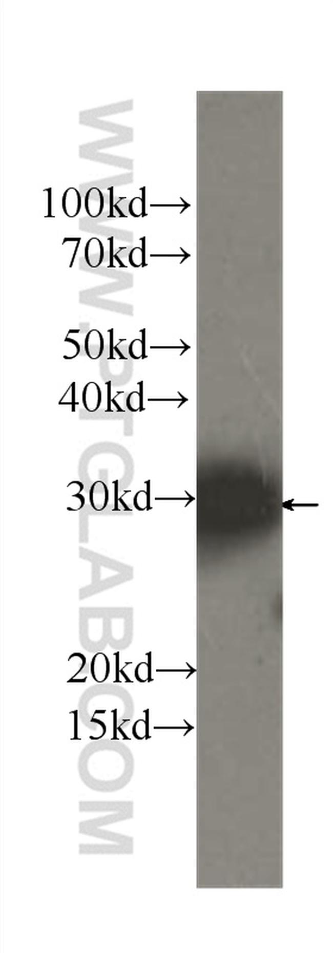 PRDX4 Antibody in Western Blot (WB)