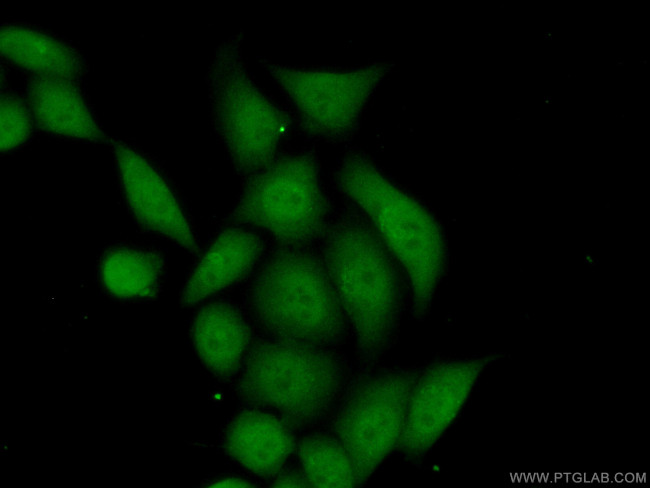 Annexin IV Antibody in Immunocytochemistry (ICC/IF)