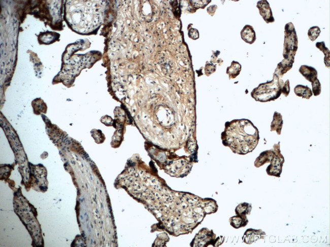 Annexin IV Antibody in Immunohistochemistry (Paraffin) (IHC (P))