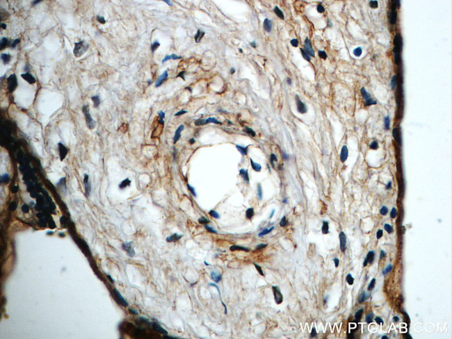 Annexin IV Antibody in Immunohistochemistry (Paraffin) (IHC (P))