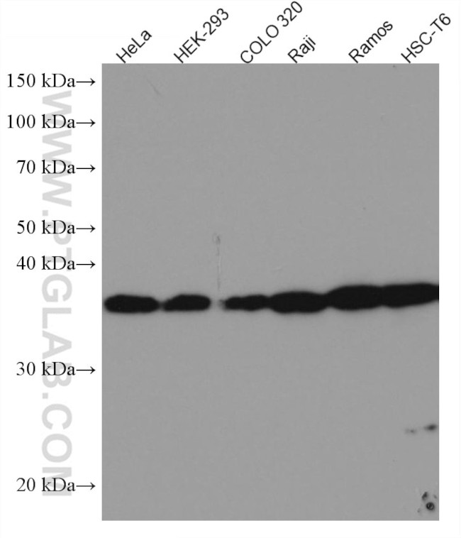 U2AF35 Antibody in Western Blot (WB)