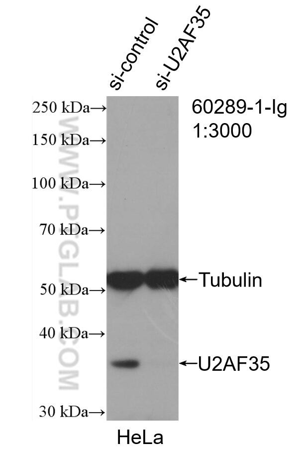 U2AF35 Antibody in Western Blot (WB)