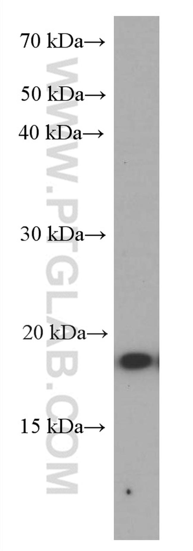 TNF alpha Antibody in Western Blot (WB)