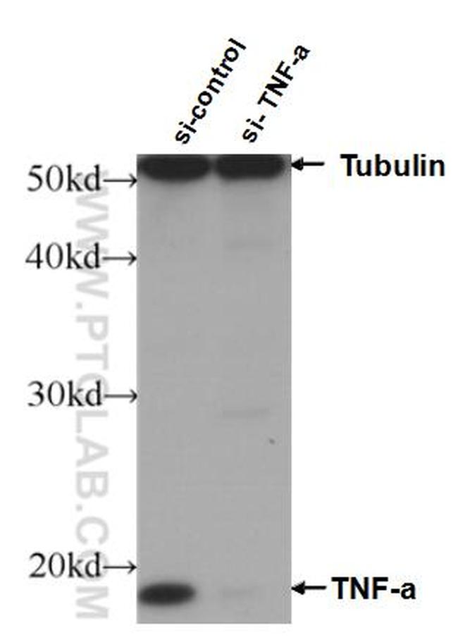 TNF alpha Antibody in Western Blot (WB)