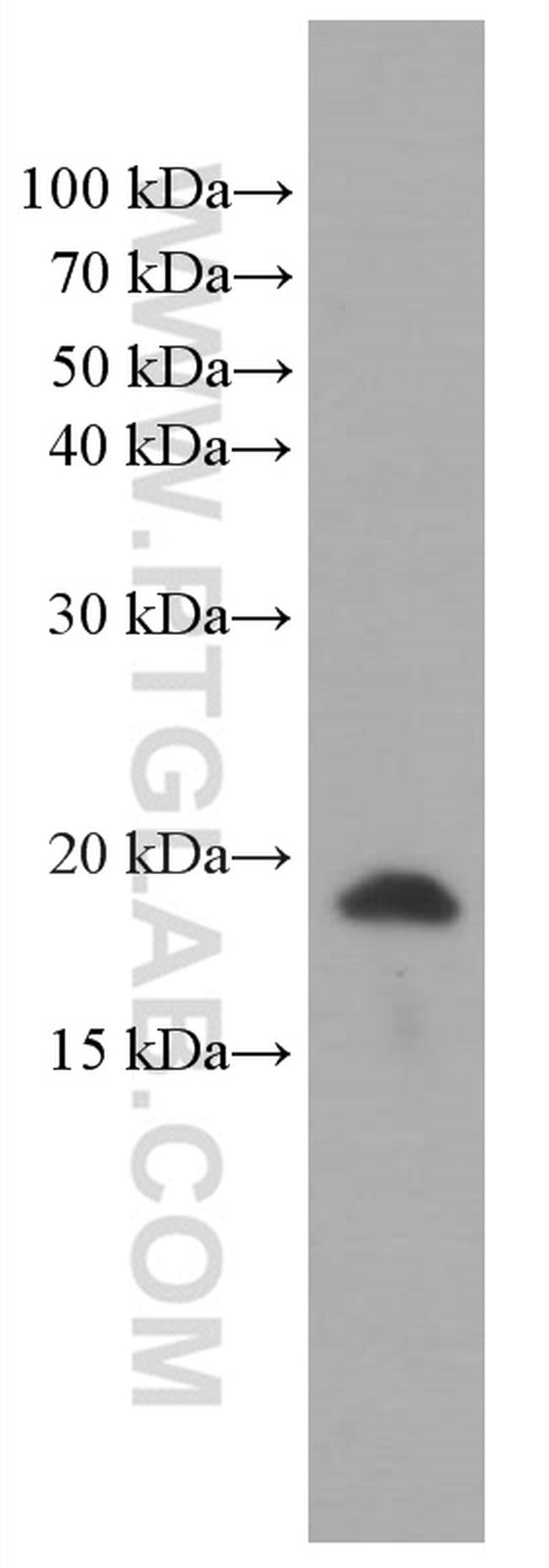 TNF alpha Antibody in Western Blot (WB)