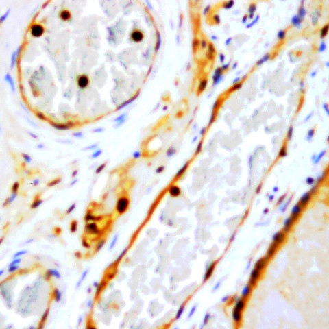 FSH b-subunit Antibody in Immunohistochemistry (Paraffin) (IHC (P))