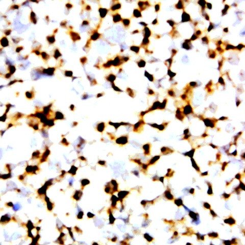 HIV FLKEKGGL Antibody in Immunocytochemistry (ICC/IF)