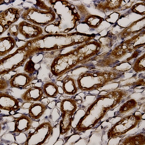 NAMPT Antibody in Immunohistochemistry (Paraffin) (IHC (P))