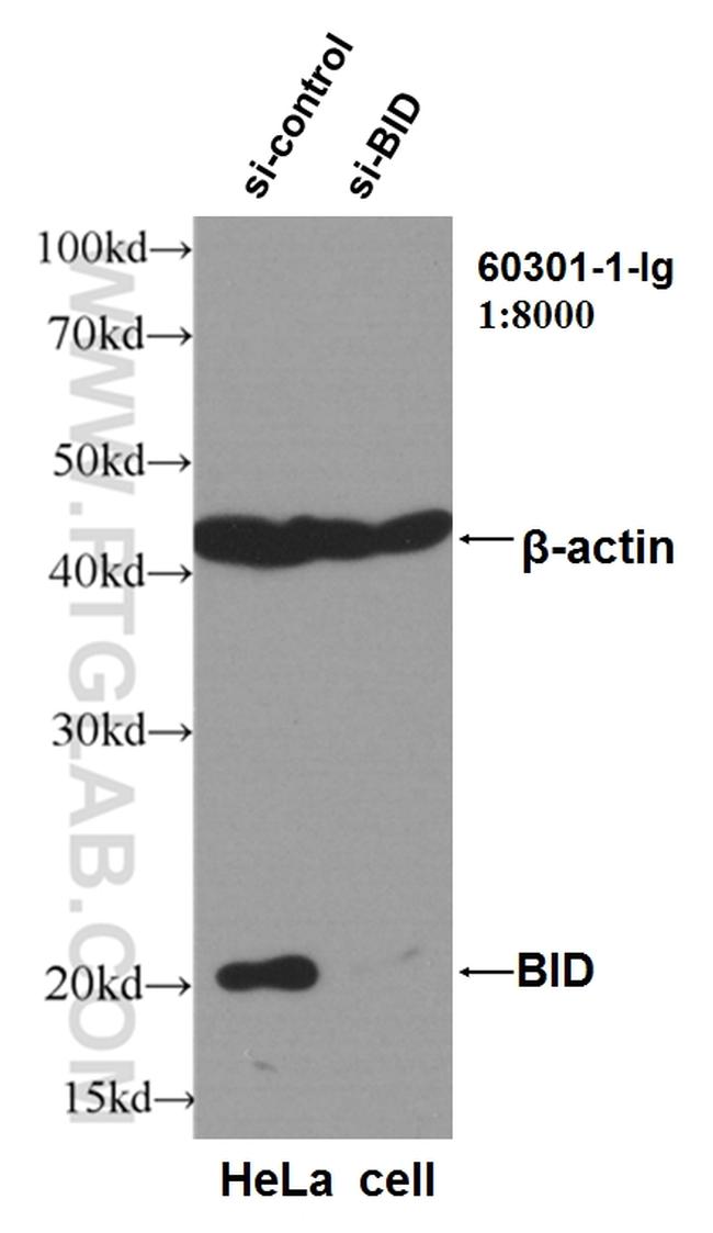 BID Antibody in Western Blot (WB)