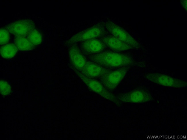 SIRT1 Antibody in Immunocytochemistry (ICC/IF)