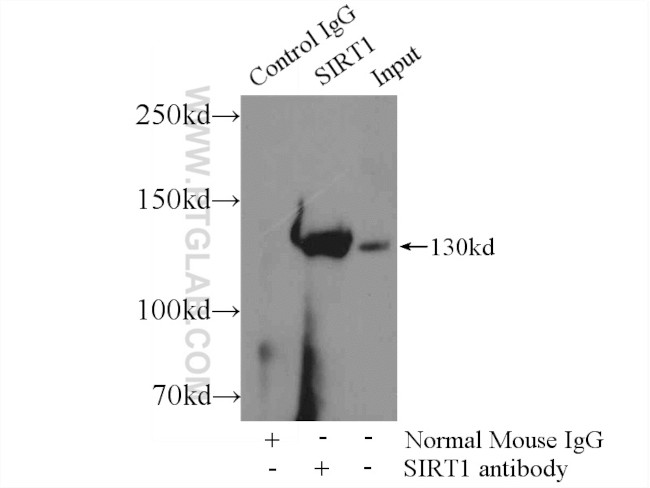 SIRT1 Antibody in Immunoprecipitation (IP)