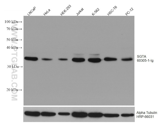 SGTA Antibody in Western Blot (WB)