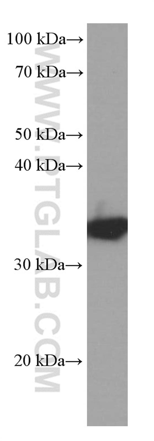 SGTA Antibody in Western Blot (WB)