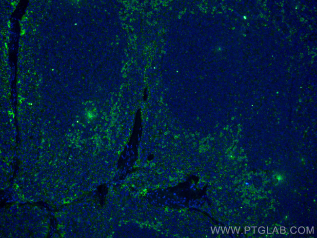 IL2 Antibody in Immunohistochemistry (PFA fixed) (IHC (PFA))