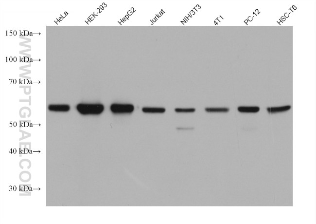 c-SRC Antibody in Western Blot (WB)