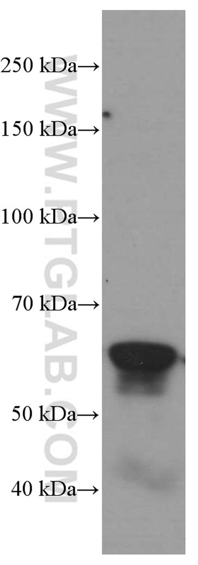 c-SRC Antibody in Western Blot (WB)