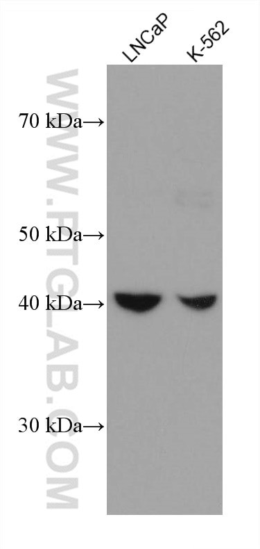 GOT1 Antibody in Western Blot (WB)